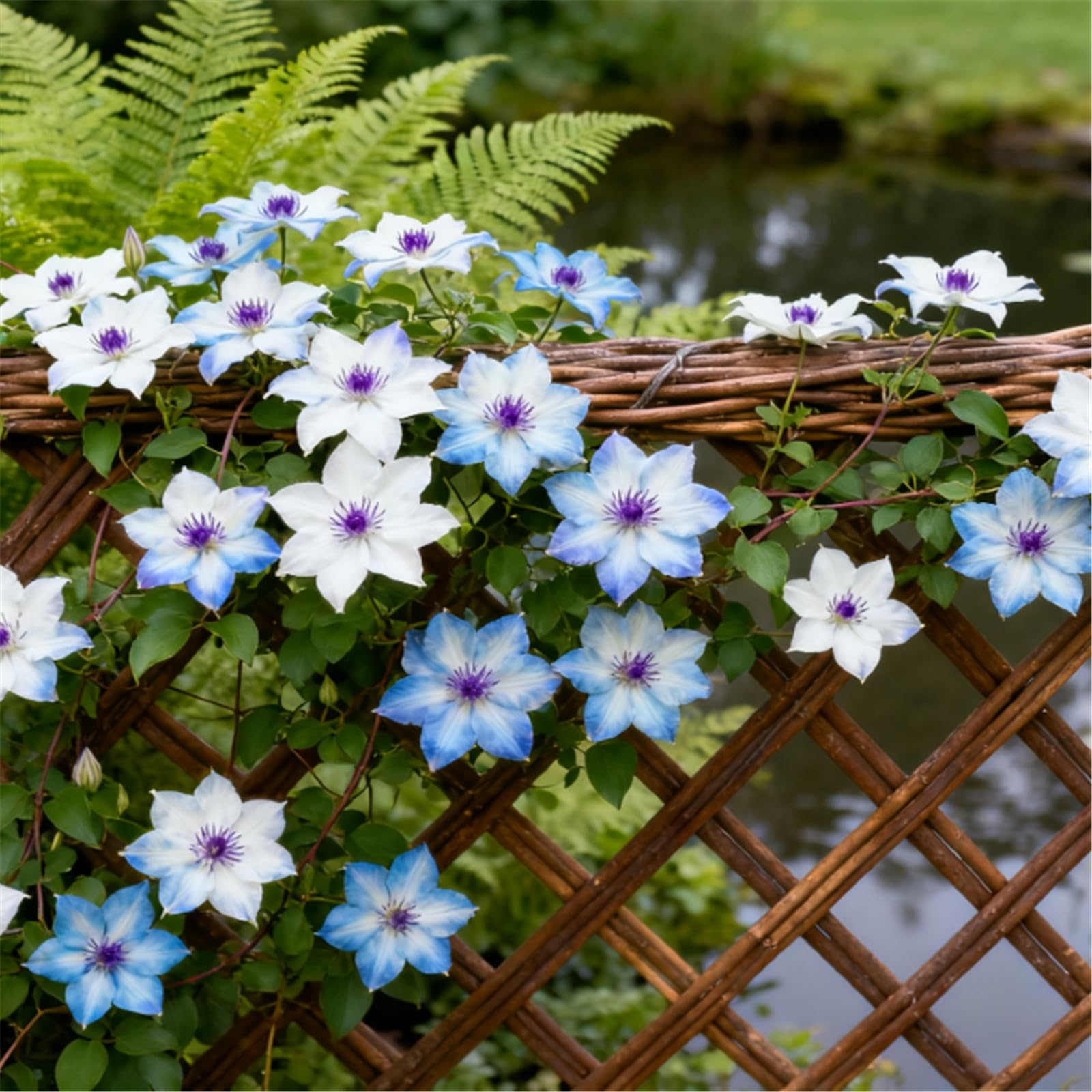 A Must-Have for Garden Walls! Clematis Climbs Rapidly + Amazing Blooms/Bare Roots Hardy, Professional for Beautiful Indoor Displays-10 Roots-D