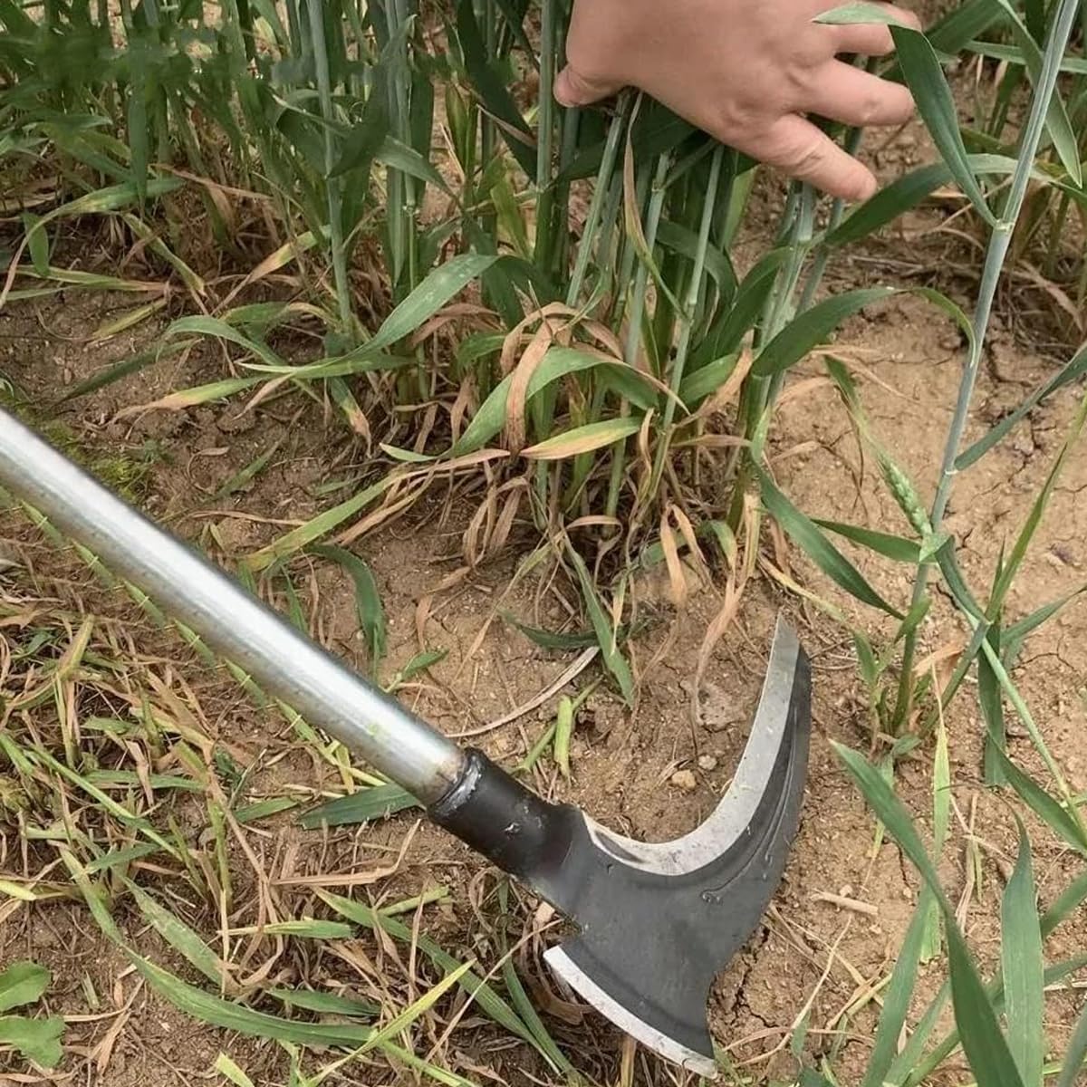 HASTHIP® Carbon Steel Axe Tool - Axe for Wood Cutting - Gardening Sickle Axe Tool for Cutting Grass - 52 CM Weed Remover Tool with Handle - 2 In 1 Grass Removing Tool for Chopping, Harvesting, Pruning - Image 5 thumbnail