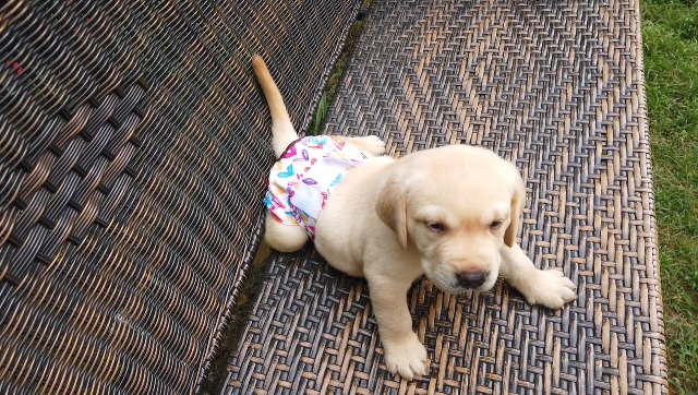 cutebone dog diapers