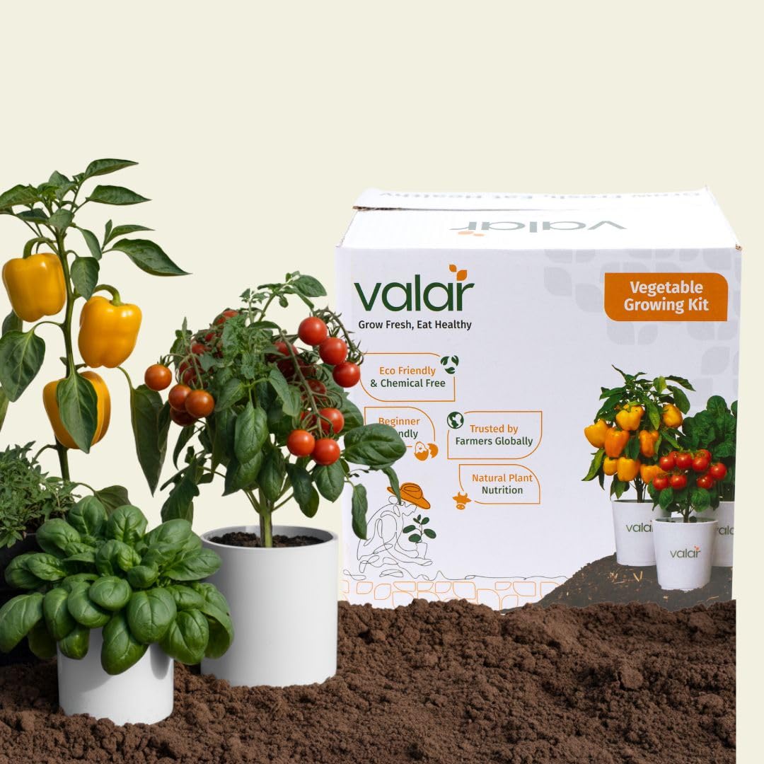 The Colorful Salad Bowl Kit (Pak of 3) | Organic, Non-GMO Seeds | Home Gardening Set for Vibrant Salads-image-36