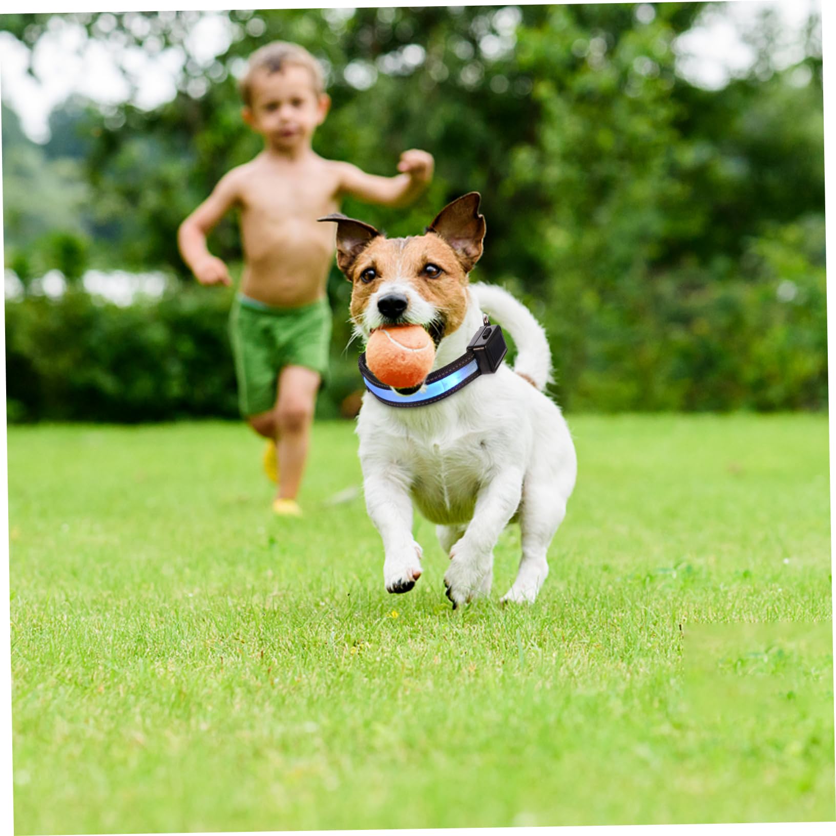 SUPVOX 3ensembles Collier Lumineux pour Chien LED Rechargeable USB Collier De Sécurité Nocturne pour Animaux De Compagnie Étanche