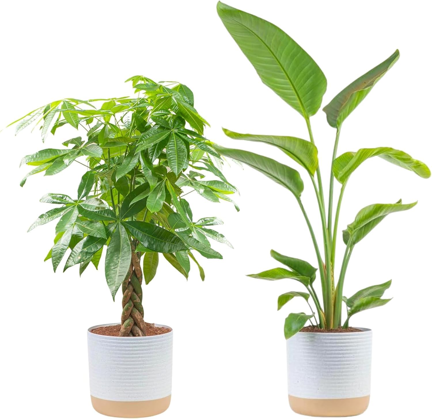 Costa Farms White Bird of Paradise & Money Tree Live Plants in Decorative Pots, Large Indoor Houseplants, Home, Room, or Office Decor, House Warming or Birthday Gift, 3-4 Feet, Pack of 2