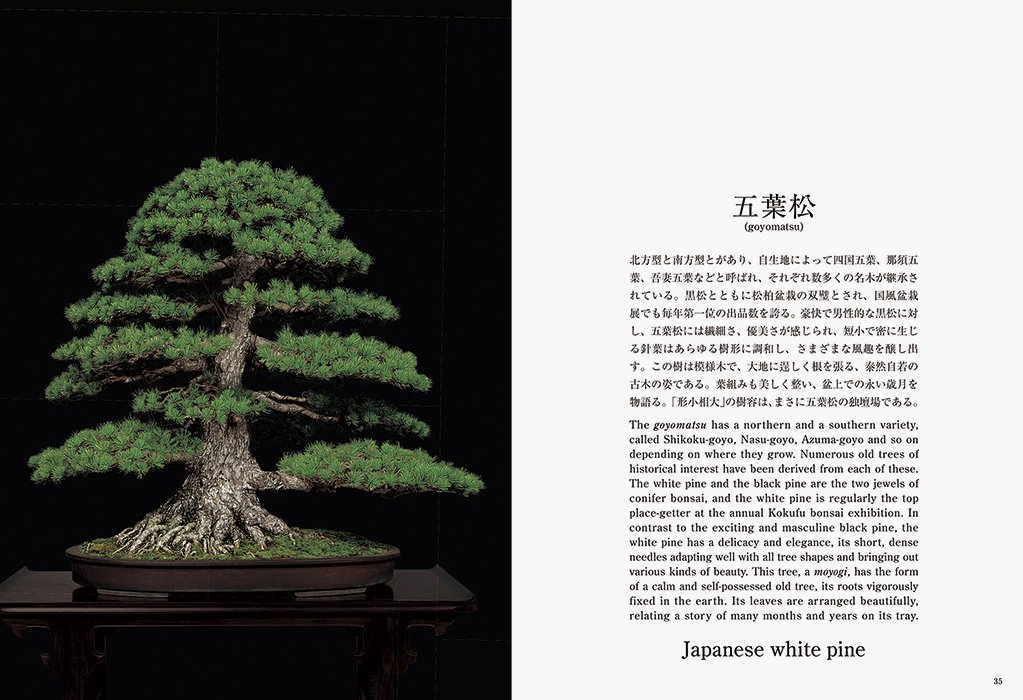 Bonsai: Reprint Edition