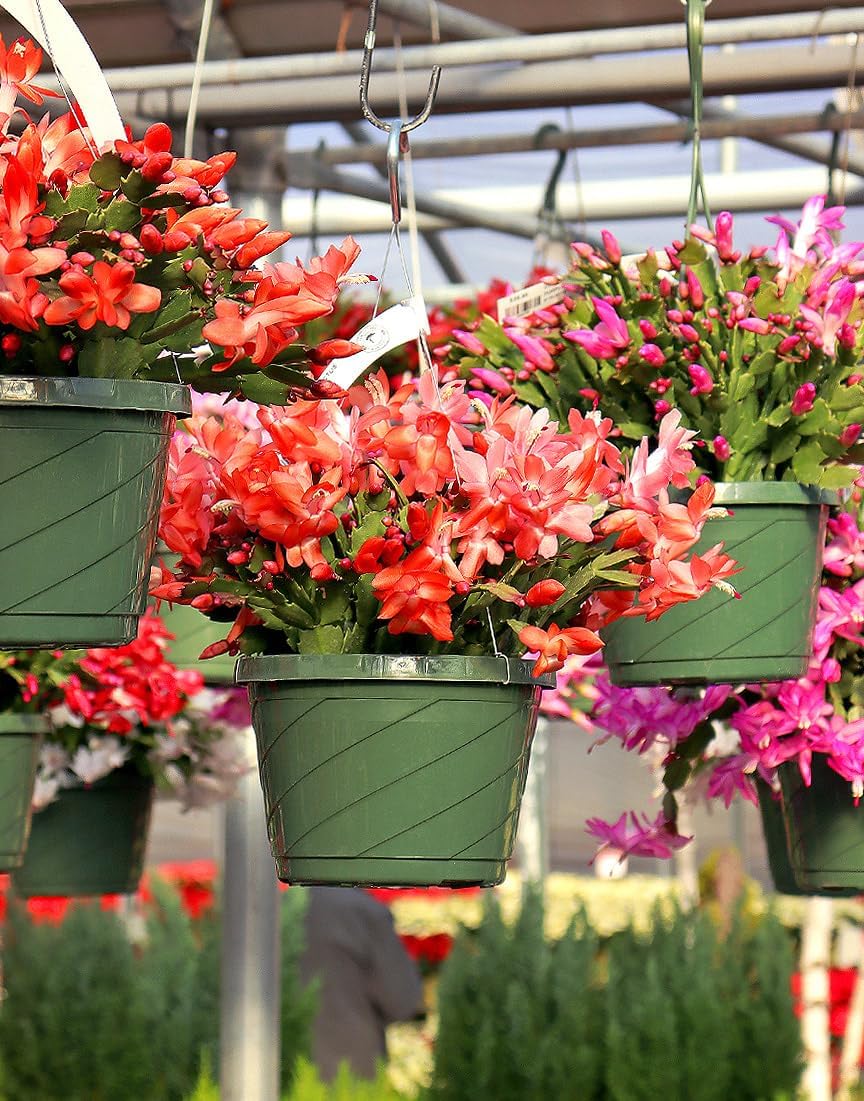 Jaigo Christmas Cactus Live Plant | Orange and White Blooming Flowers | Indoor Holiday Plant with Pot || Pack of 1 || BG_5-image-28