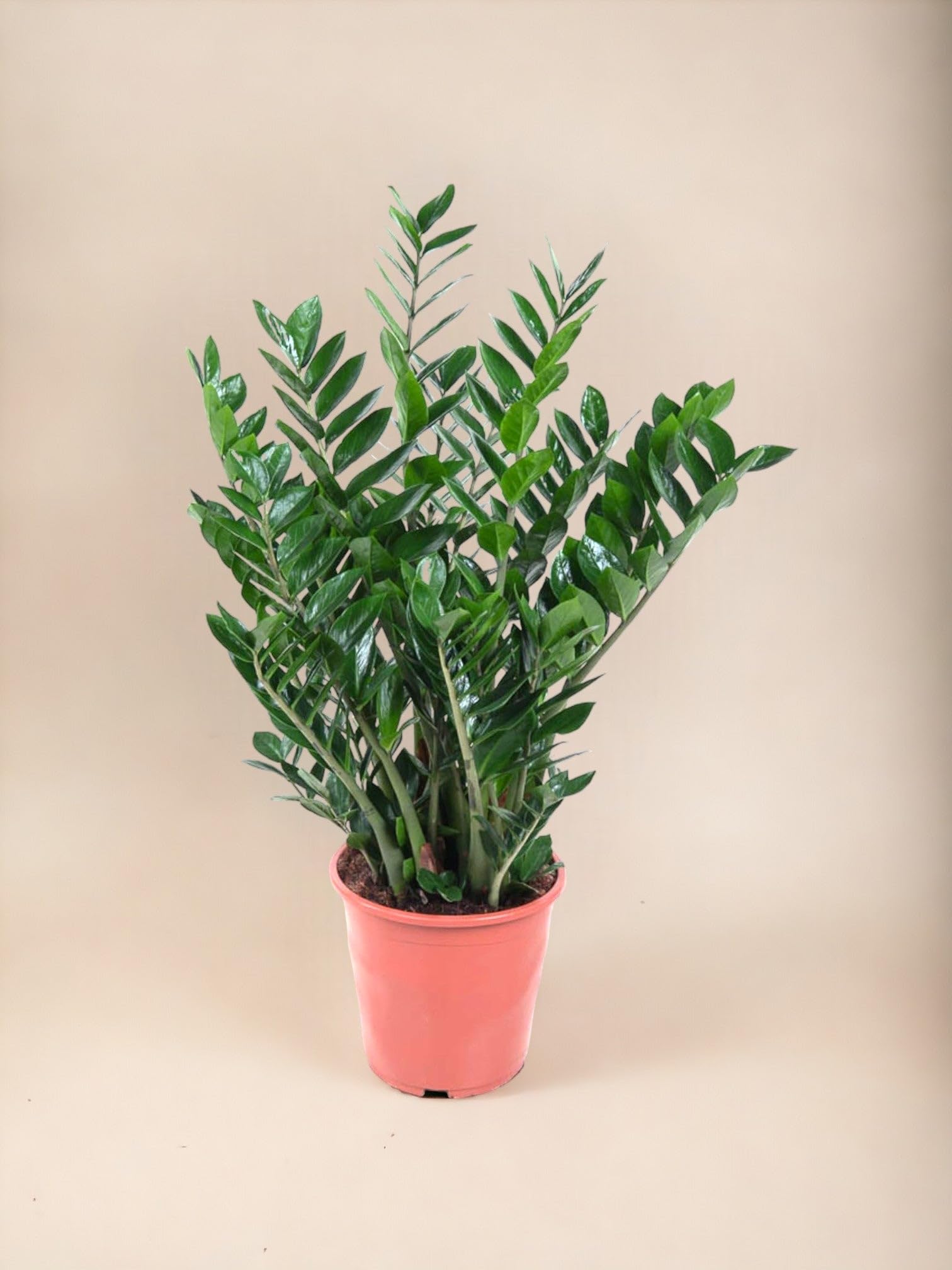 Comprar Zamioculcas Zamiifolia XL en línea - Urbangreen