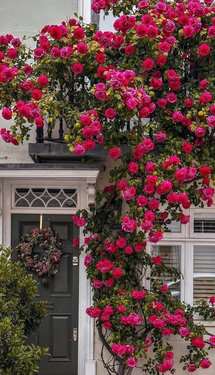 Climbing rose imported flower Plant for Home and Gardening pack of 1 Live Plant With Pot (DARK PINK) (PINK ROSE FLOWER PLANT)-image-26
