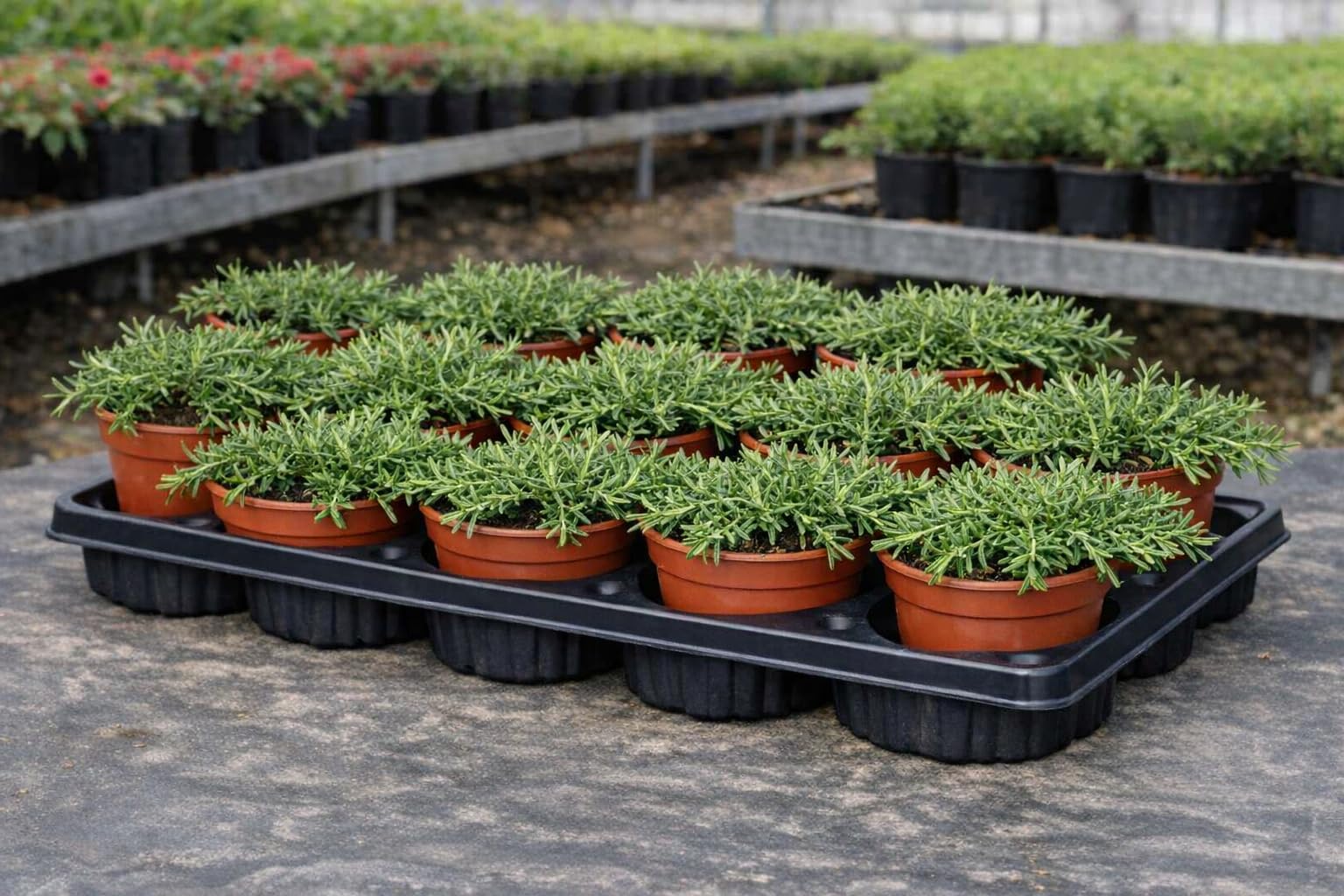 Pack 12 Plantas de Romero Rastrero en Maceta 11 cm – Rosmarinus Prostratus – Planta Colgante Aromática para Jardín y Decoración