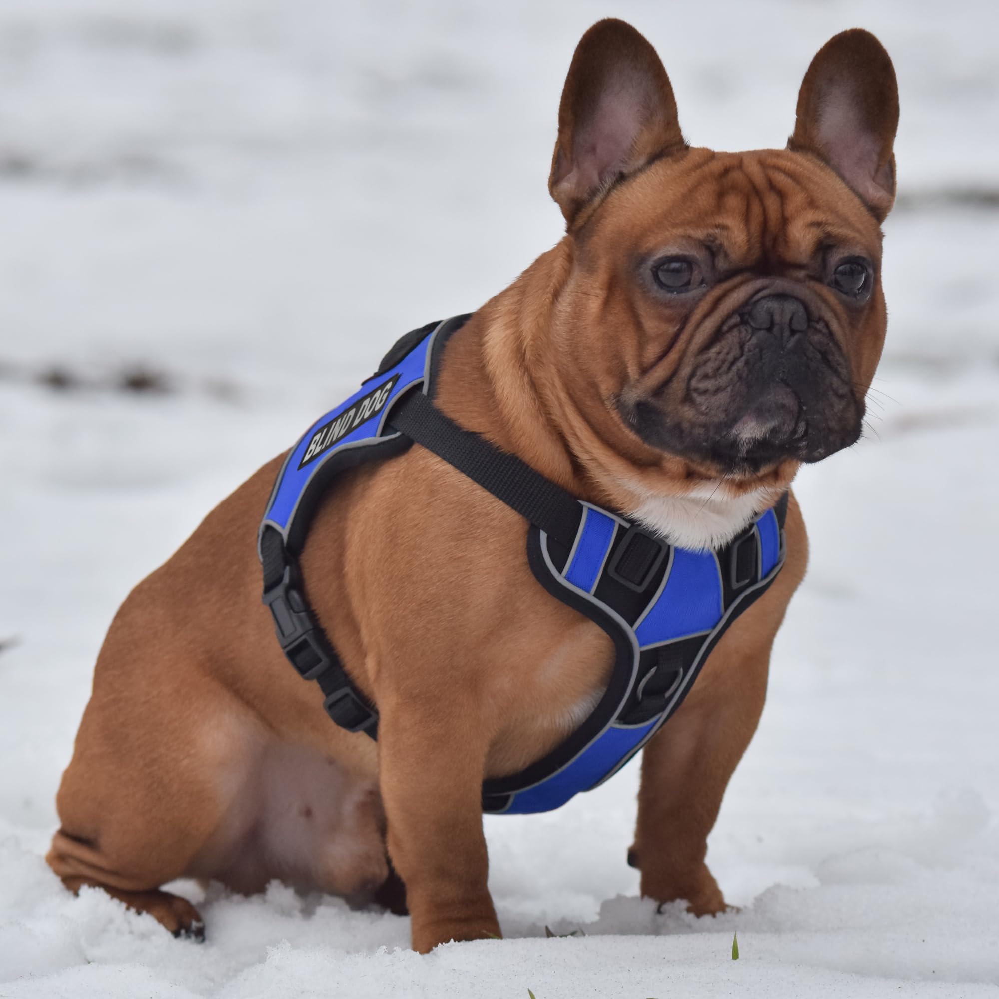 Dogline Quest - Pettorina per cani anti-tiro, con cerotti riflettenti e rimovibili, riflettenti, morbida, confortevole, con doppia fibbia, con ferramenta nera e manico da 32 a 101,6 cm, blu