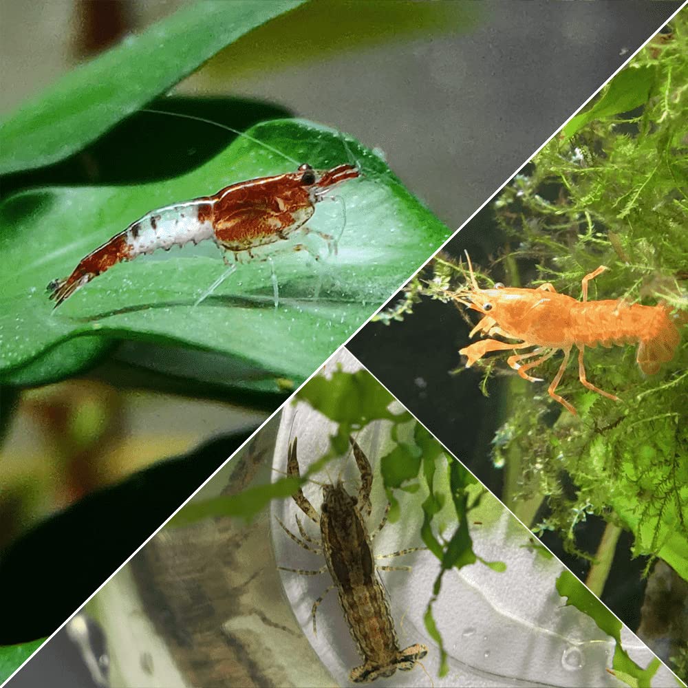 Lot de 10 Crevettes Rili Sakura Rouge et 4 Écrevisses Naines | Invertébrés élevés en Bretagne France, en aquarium et uniquement dans de l'eau du robinet. Expédition rapide sécurisée