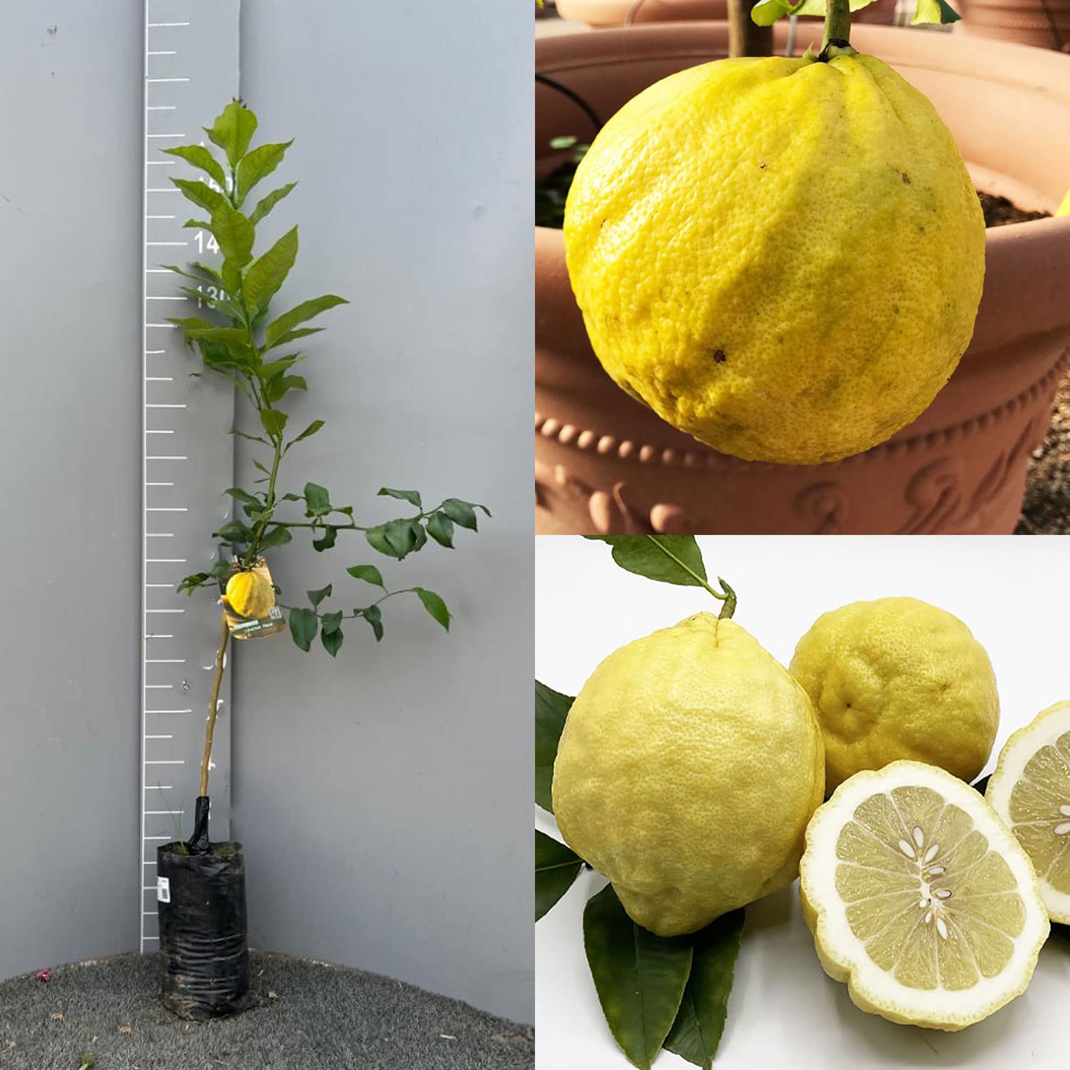 Pianta Di Limone Ovale Di Sorrento SAVINI VIVAI - Albero Agrumi 100-120 Cm, 1 Anno, Made In Italy - Foto 9
