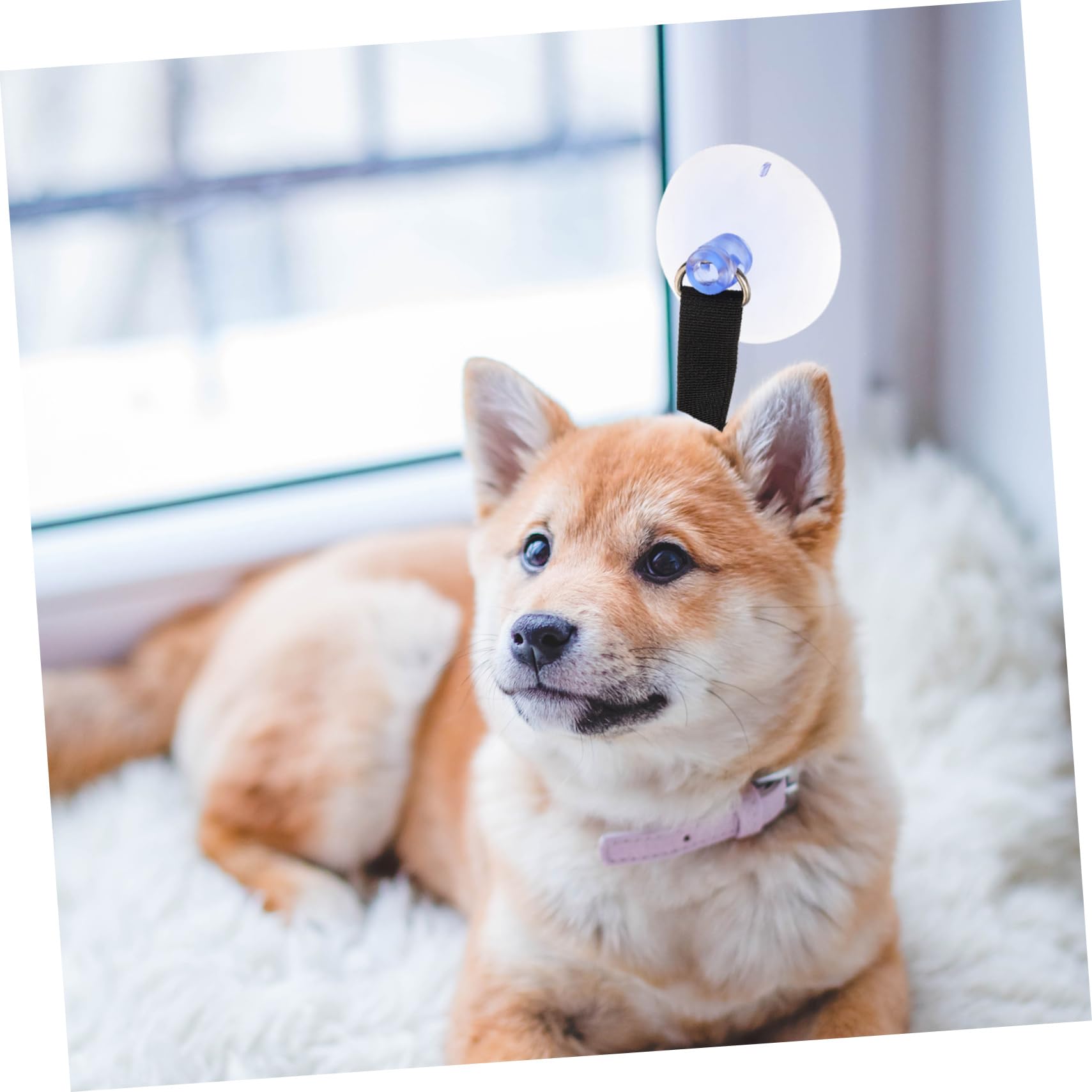 Toyvian 1 Pair Dog Bath Rope Pet Grooming Tether Bath Fixed for Dogs Practical Pulling Rope Dog Beauty Accessory