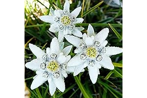 Edelweiss Seeds: 100 White Leontopodium Alpinum Seeds