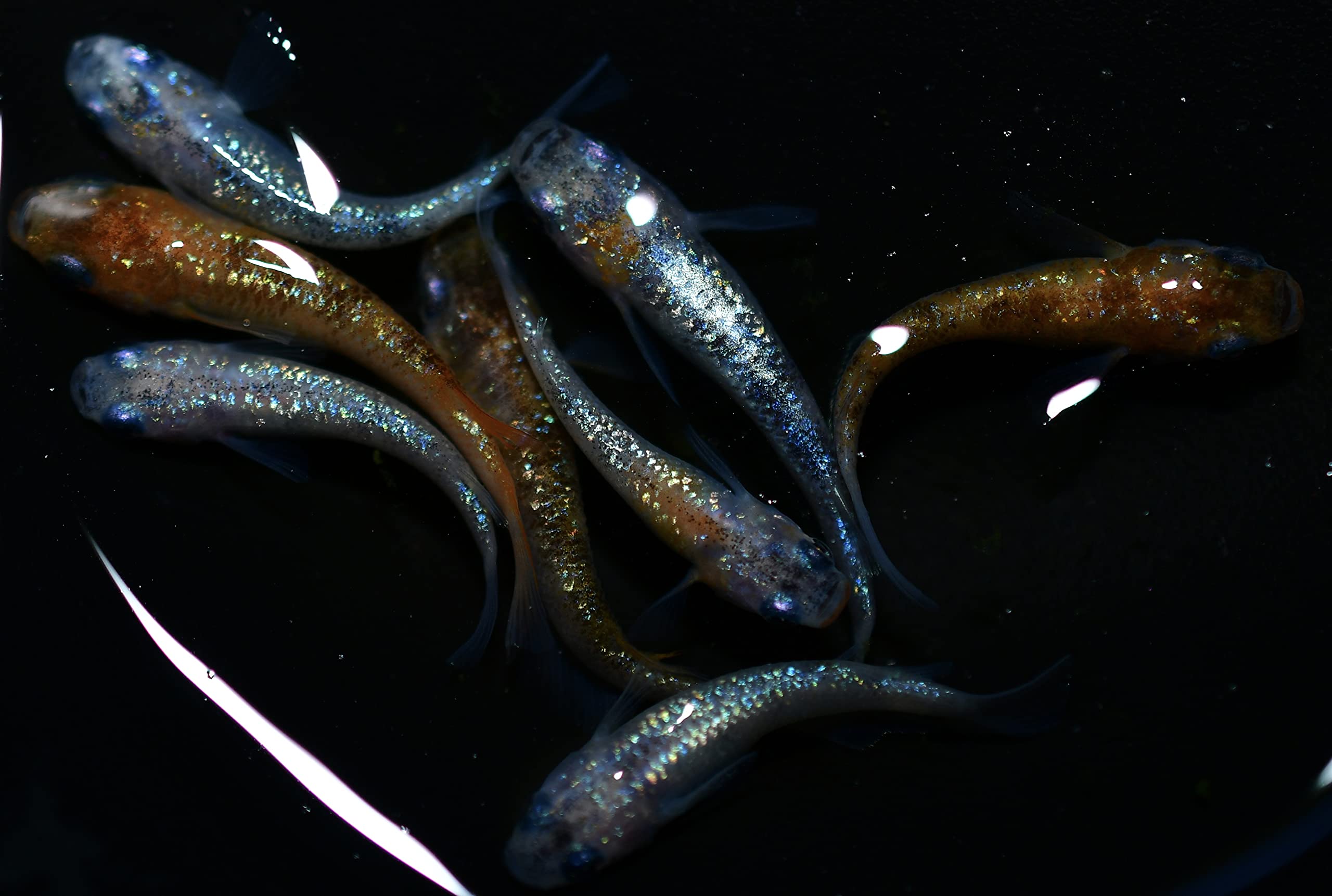 Amazon | めだか 月華 三色ラメ【三色極ラメ】 二色柄若魚～成魚2ペア  