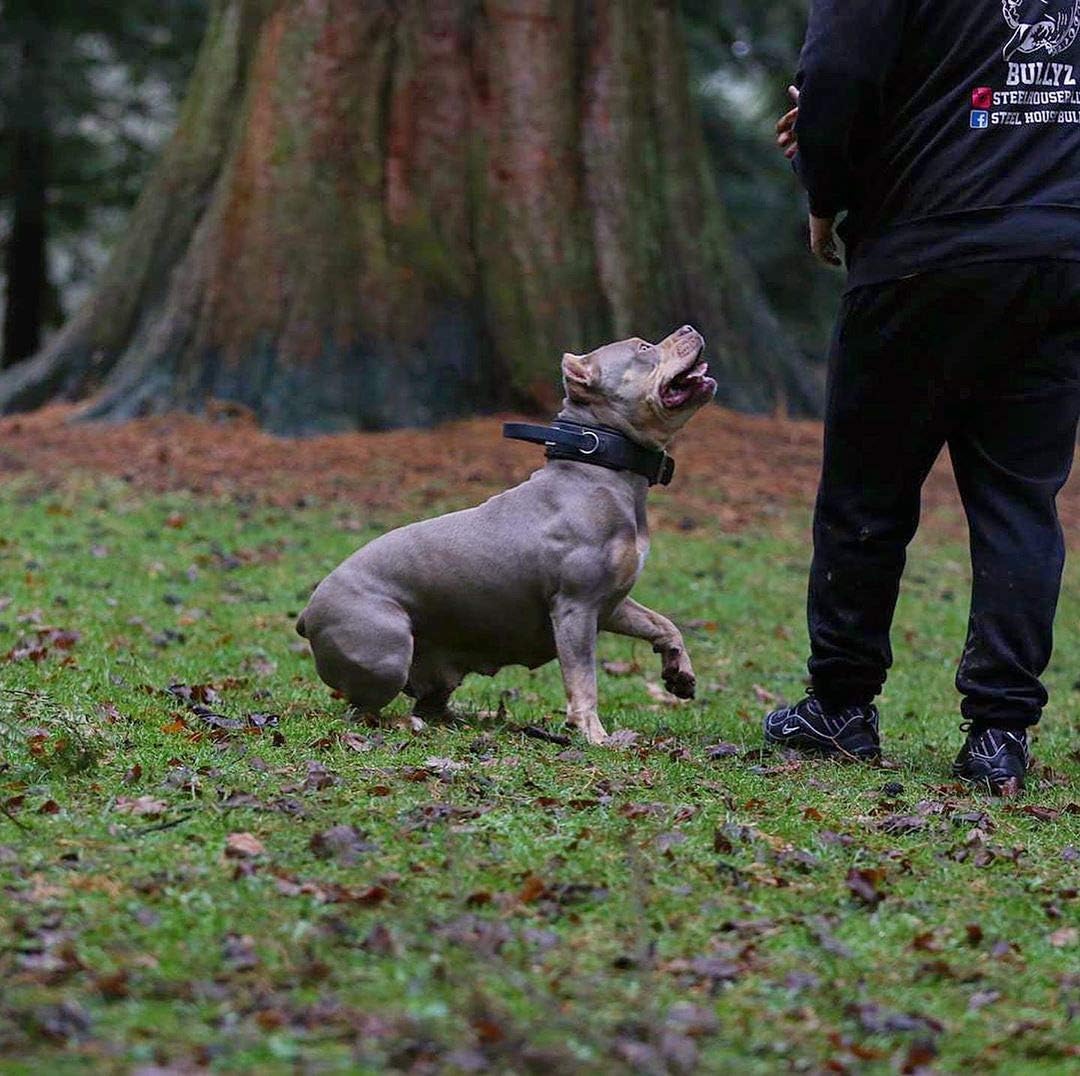 Bestia Dog Sport Handle Collar All Black