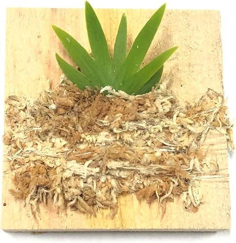 Miniatura 2 de BLOOMIFY Orquídea bailarina de Oncidium miniatura montada sin flor Spike-Long Fiber Sphagnum Musgo envuelto: Psygmorchis pusilla