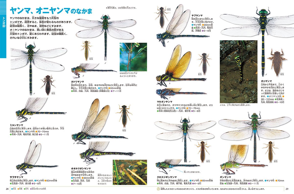 DVD付 新版 昆虫 (小学館の図鑑 NEO)