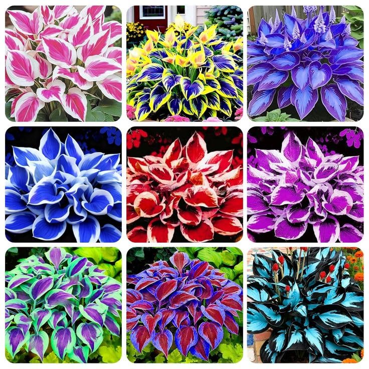 Hosta Plants for Sale, Ornamental Flowers, Easy to Maintain, Hosta Bulbs Live, No Watering Required, Hardy Perennial, Garden Decoration,-10bulbs-d