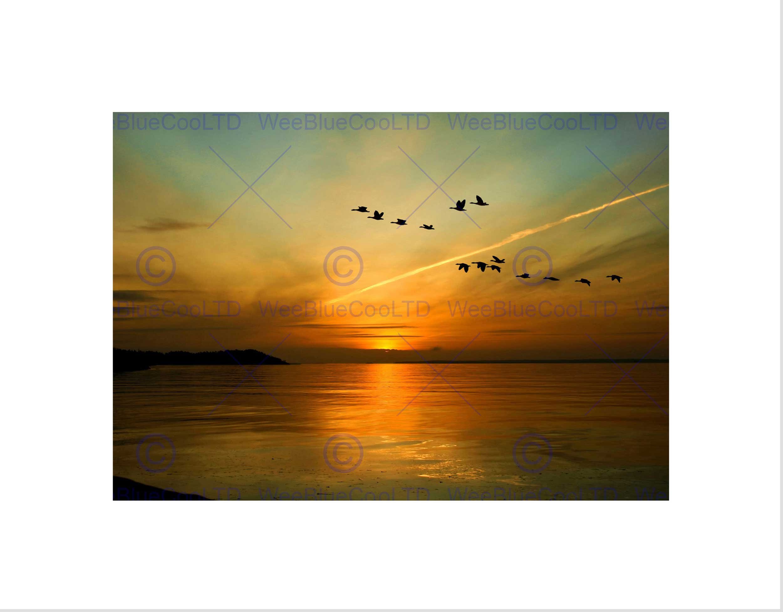 Wee Blue Coo Geese Bird Formation Sunset Lake Art Picture Wall Art Print