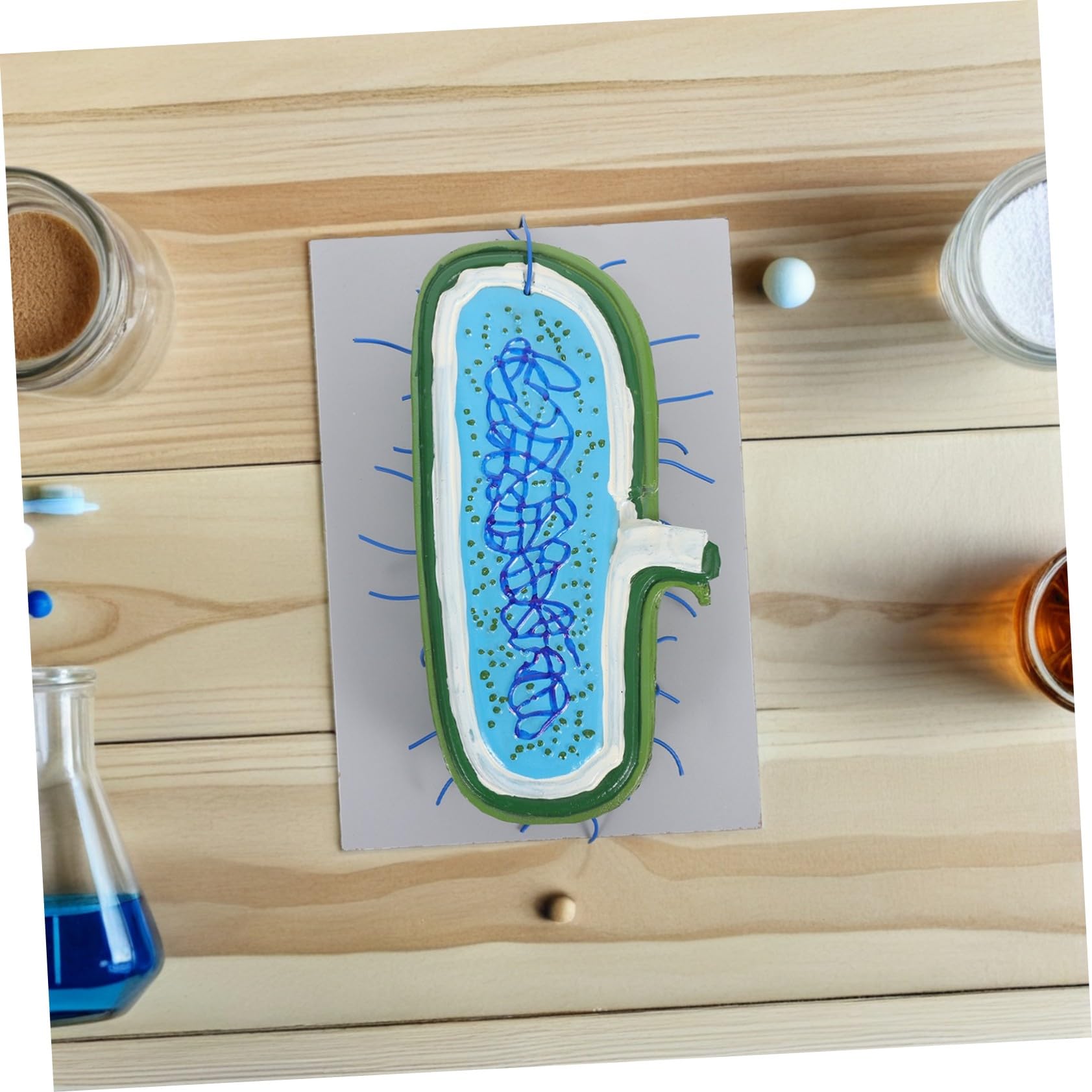 Cabilock Zellstrukturmodell für Biologieunterricht mit Organellen Kernmodell und Anatomischem Design Unterrichtsmodell für Schüler und Lehrer