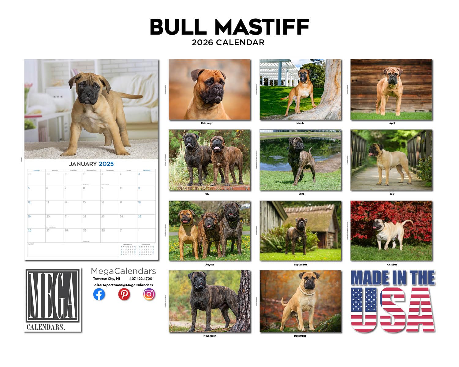 Calendario mensual de pared 2024 2025 con diseño de toro mastín – Calendario mensual de pared de raza de perro – 12 x 18 pulgadas abierto – Papel grueso que no se corre – Regalo – Planificador