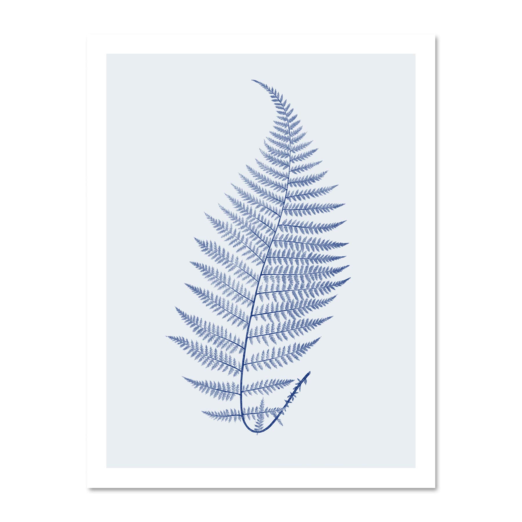 Wee Blue Coo Botanics Cobalt Fern Alpestre Large White Framed Art Print Wall Poster 18x24 inch