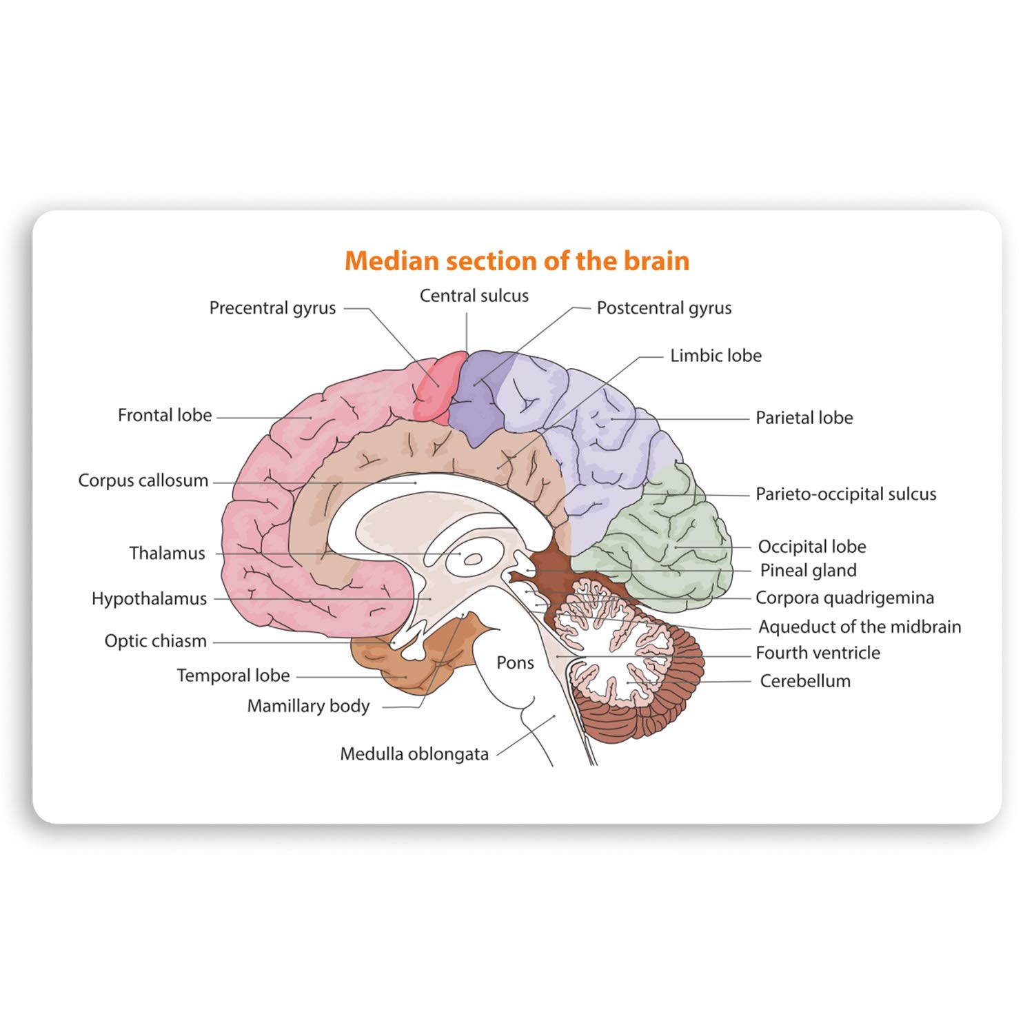 Destination Vinyl Ltd Multi 2 X 10Cm Human Brain Diagram Vinyl Stickers - Biology Science Sticker #34412 (10Cm Wide)