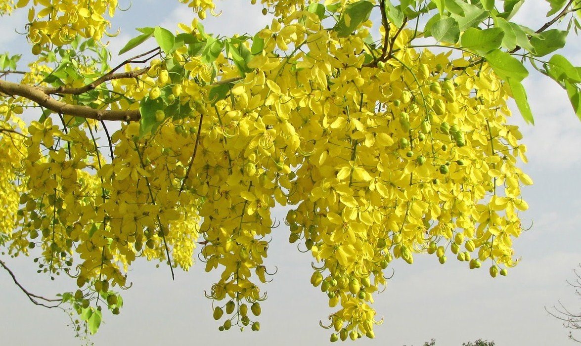 Creative Farmer Precious Cassia Fistula Ornamental Plant Seeds (Pack of 40 Seeds) (B01LZEIMRJ) Amazon Price History, Amazon Price Tracker