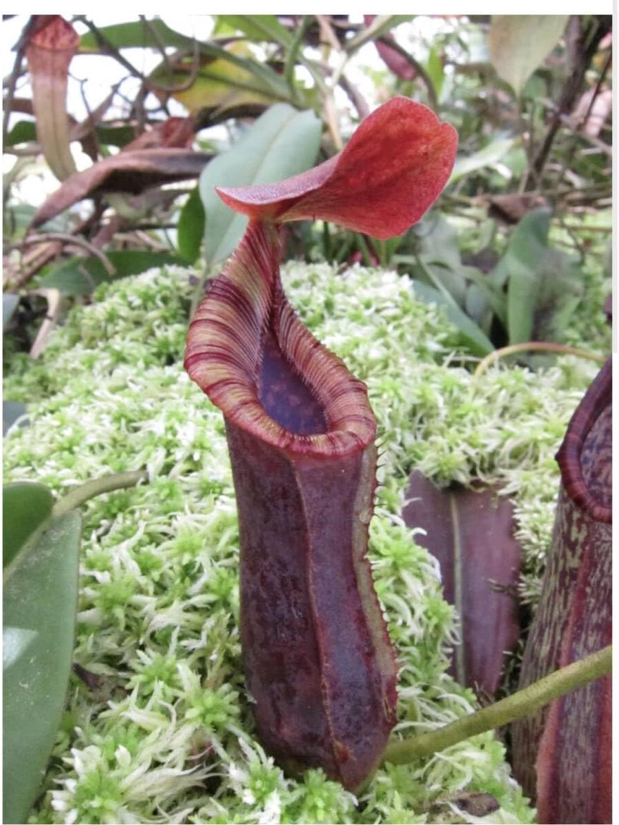 180cm=モンスター苗◇ドワーフナムワ 黄輝バナナ☆低木・耐寒強 180cm=モンスター苗◇ドワーフナムワ 黄輝バナナ☆低木・耐寒強