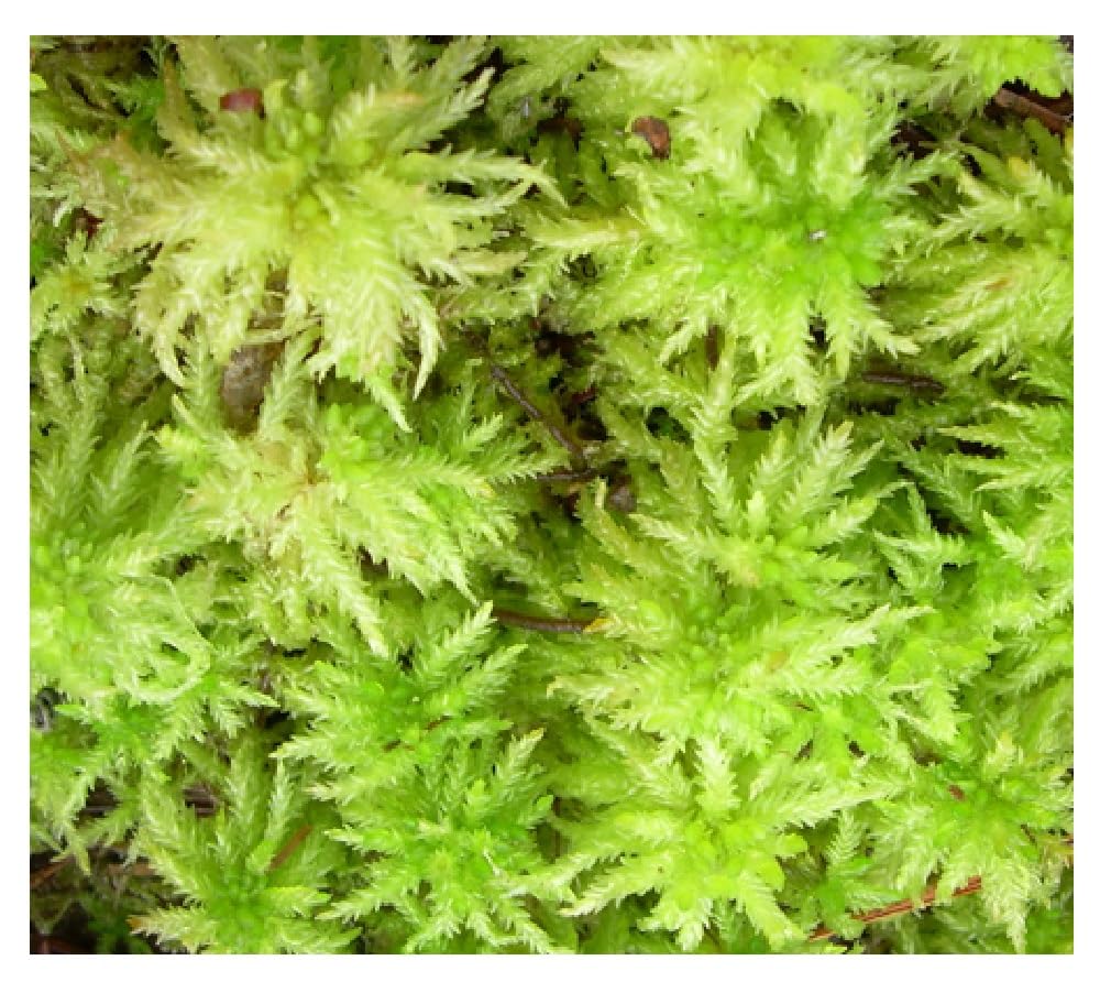 Moss,100% Natural Fresh Sphagnum Moss,Washed & Clean| Available (400, Grams)