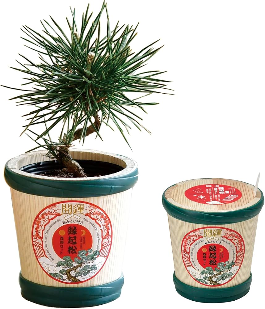 Amazon｜聖新陶芸 春/秋の 手のひら庭園 まめ盆栽 盆栽キット ミニ