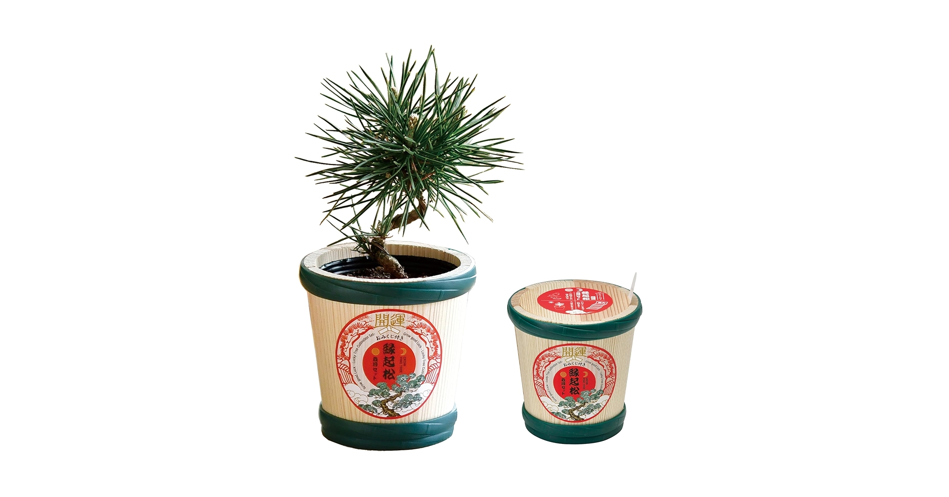 Amazon｜聖新陶芸 春/秋の 手のひら庭園 まめ盆栽 盆栽キット ミニ