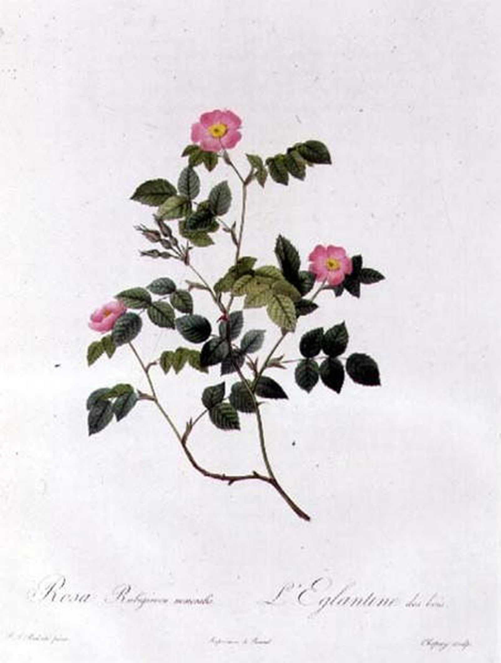 ARTXLXXBN Famous Print Painting Colorful Art Print Rosa Rubiginosa Nemoralis by Pierre Redouté Canvas Art Decorations for Home Decor 60x90cm