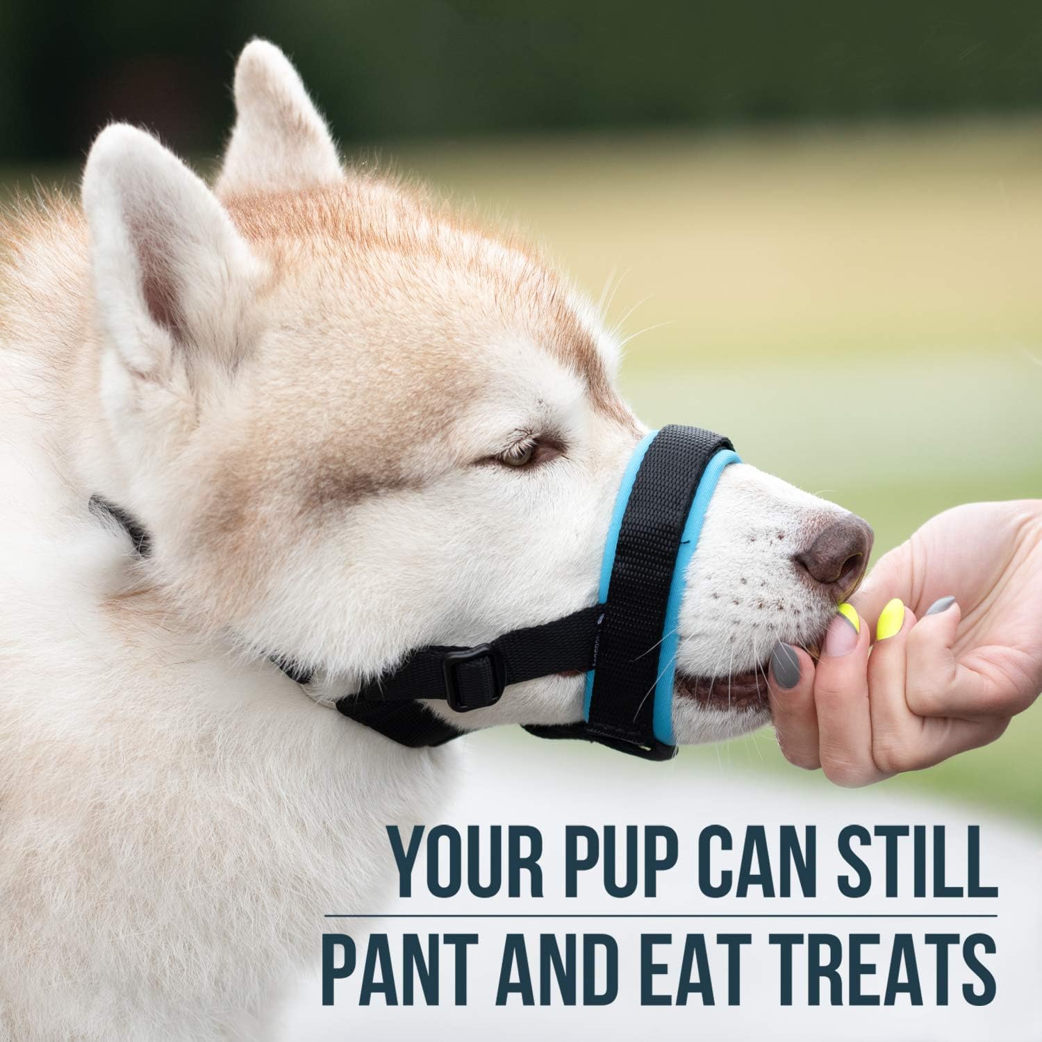 Gentle Muzzle Guard Dogs - Prevents Biting Unwanted Chewing Safely Secure Comfort Fit - Soft Neoprene Padding – No More Chafing – Included Training Guide Helps Build Bonds Pet (2, Blue)