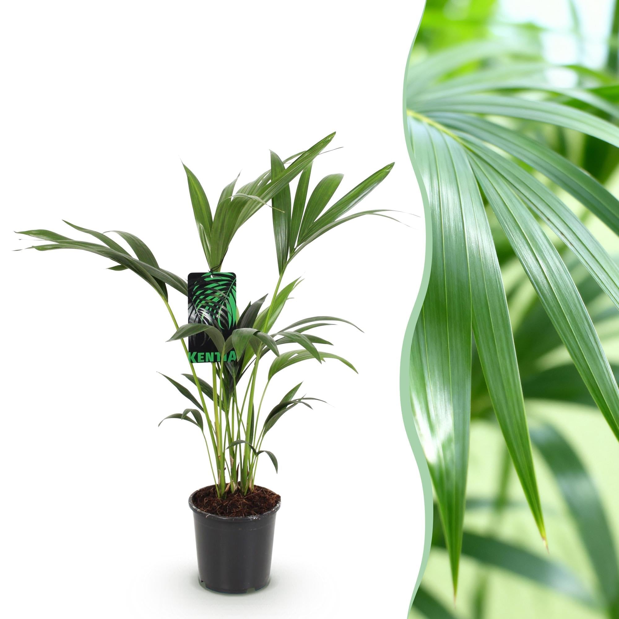 Howea Forsteriana – Palma Kentia – 70 – 75 cm – 17 cm – Palma da interno facile da pulire con eleganti frantumi, pianta verde tropicale e purificante dell'aria per interni moderni