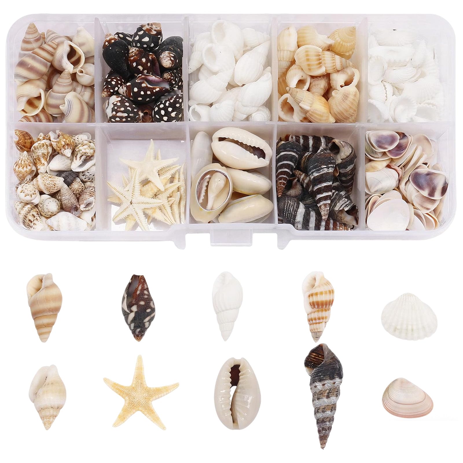Cjytdkj Sea Shells, 250 Pcs Small Shells for Crafting, 10 Styles Natural Beach Seashells, Including Shell Sea Snails Starfish, Suitable for Ocean Theme Party Wedding Decor Bracelet Jewelry Fish Tank