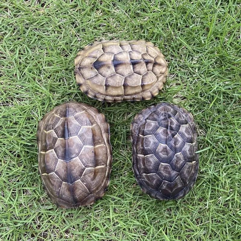 Natural Turtle Shell, Real Animal Bones Specimen Collection Animal Taxidermy for Home Decoration Special Gifts (5)