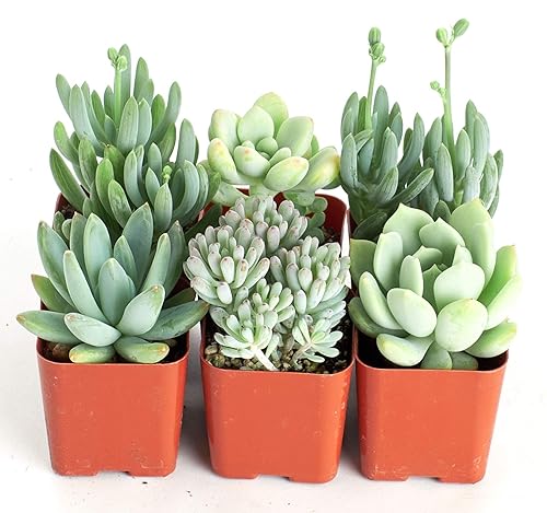 Shop Succulents | It's a Boy! Blue Collection of Live