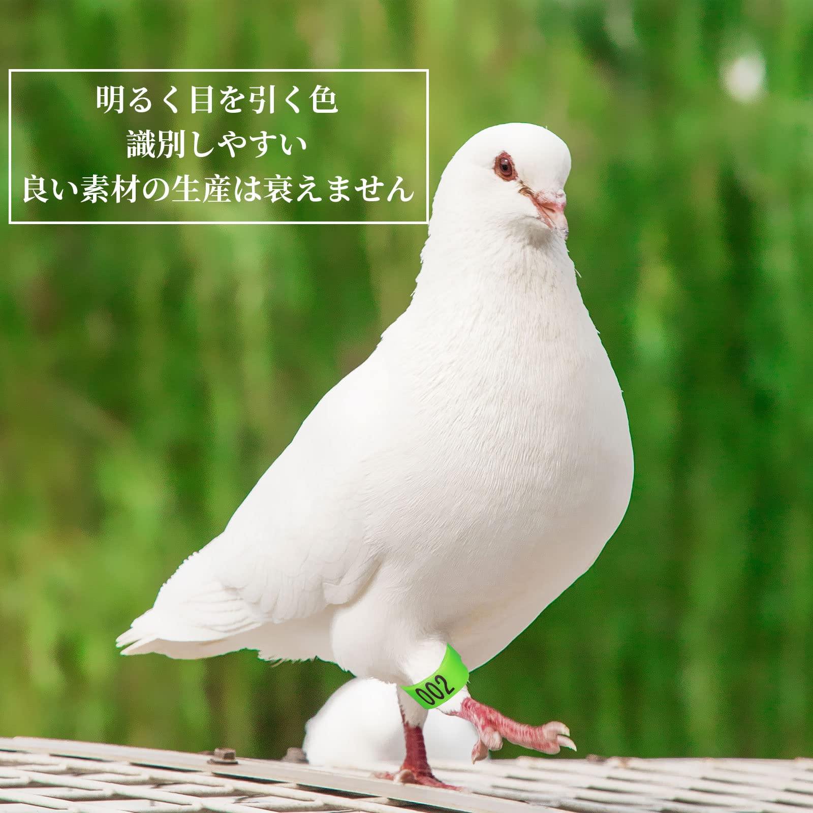 Amazon | ZHEJIA 家禽用足輪【100個入り】8mm リングバンド 足輪 鳥 1