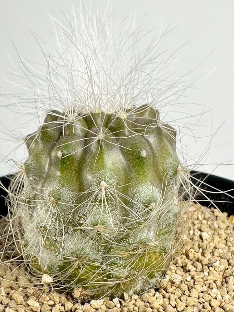 Amazon.co.jp: Copiapoa krainziana v. scopulina コピアポア