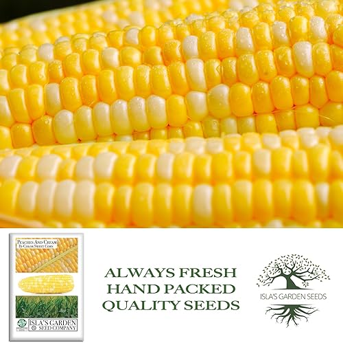 Miniatura 4 de Semillas de maíz dulce bicolor "Melocotones y crema" para plantar, más de 25 semillas por paquete, semillas de jardín de Isla (semillas de jardín de