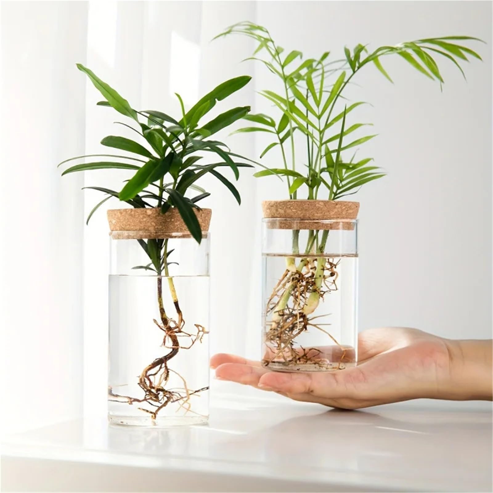 Vase Hydroponique Verre Verre Transparent hydroponique Vase1-2Home Bureau Plante Verte enracinement conteneur décoration Ornement(6.5X12CM 2PCS)
