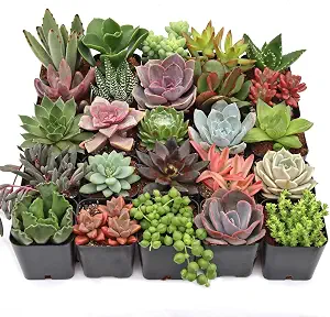 Mountain Crest Gardens Ultimate Succulent Variety Pack, 25 Live Plants in 2-Inch Pots