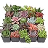 Mountain Crest Gardens Ultimate Succulent Variety Pack - 25 Unique Live Plants, Many Types, Rooted in 2 inch Pots - Indoor/Outdoor Real Succulents for Garden Decor, Favors, DIY Arrangements