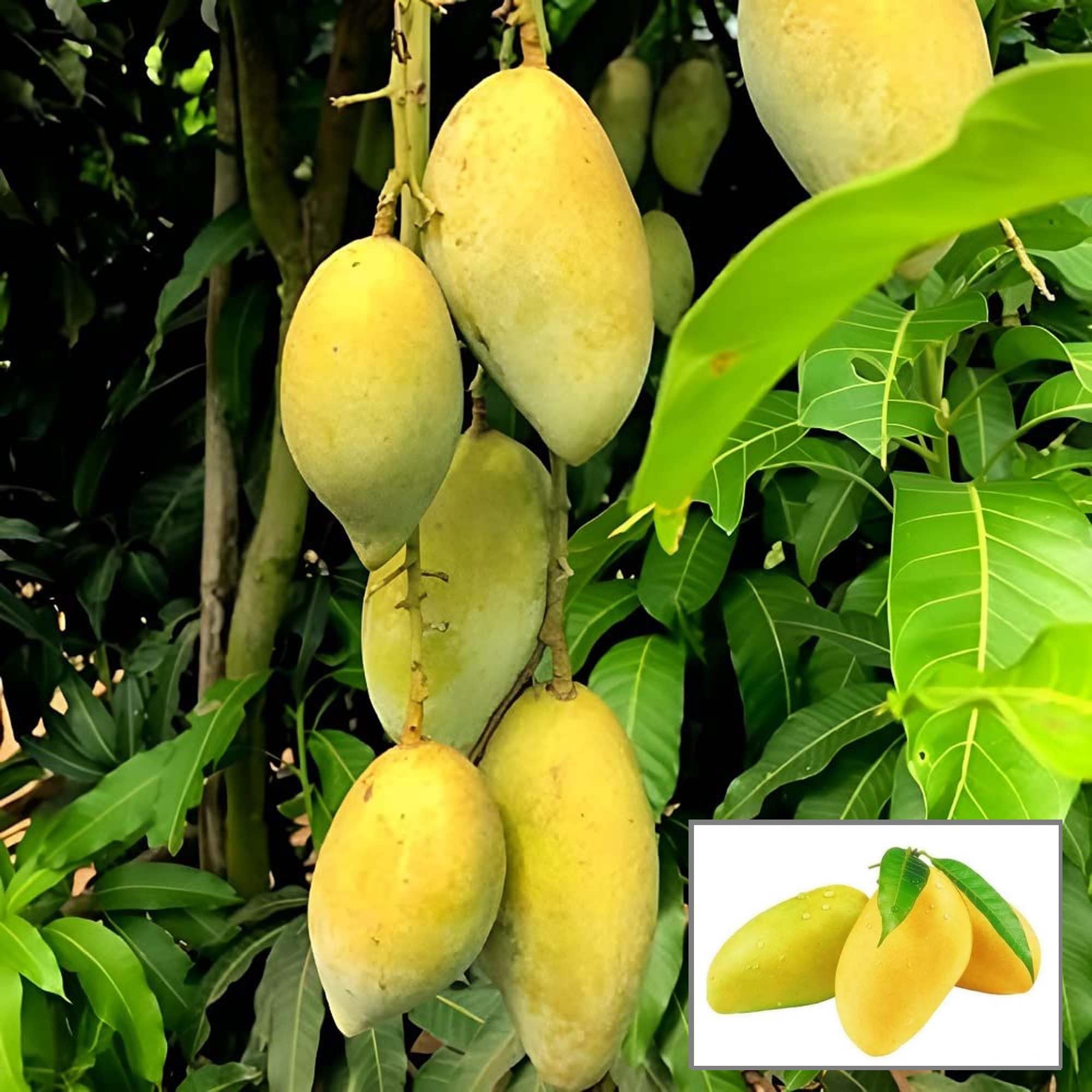 HAPING Honey Sweet Chaunsa Mango Aam Grafted Fruit Live Plant (1.5-3 Feet Height) (B0CV9HY1P2) Amazon Price History, Amazon Price Tracker