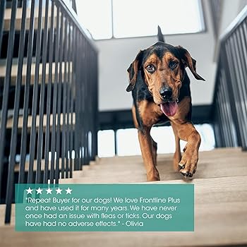 nexgard flea and tick amazon