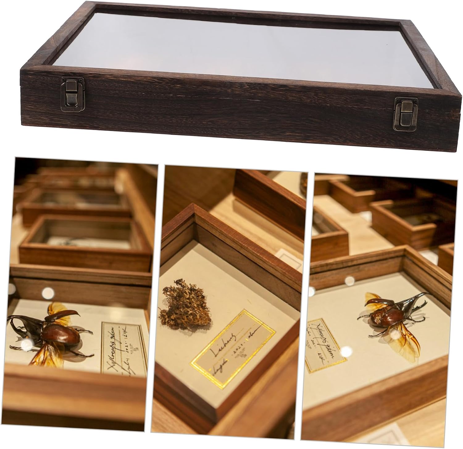 Cabilock Wooden Insect Case Specimen Display Box Cover Butterfly Storage Dried Flower Display Case