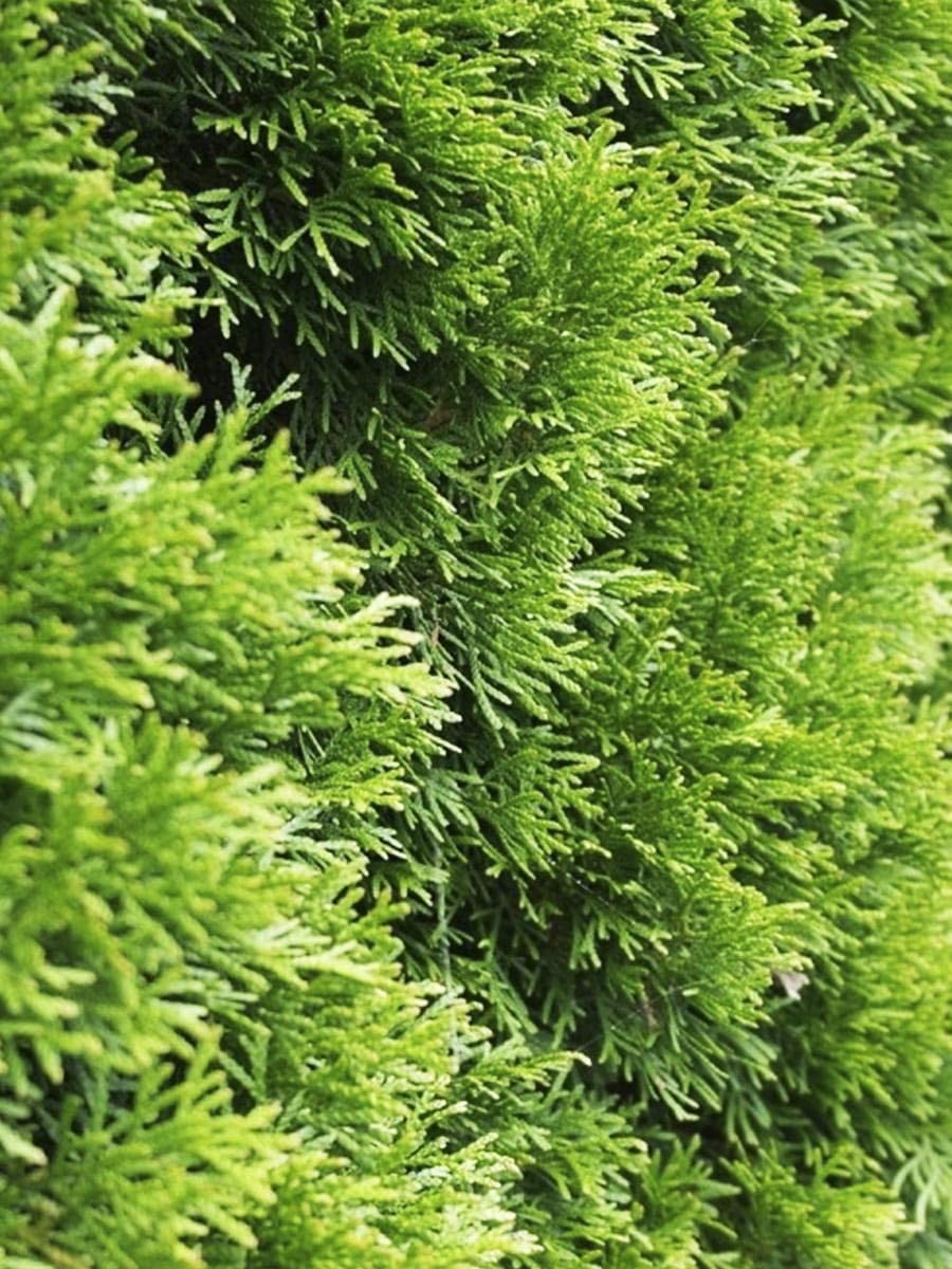 Planta Jardín Maceta Thuja Esmeralda - Pack 50 Plantas 35-40 Cm - Árbol  Vida Seto - Maceta 0.5L - Verde Intenso Thuja Occidentalis Esmeralda, image size:900x1200