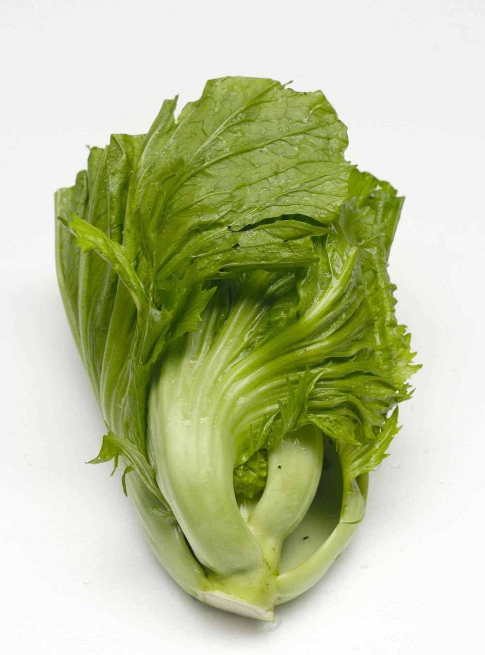 Seedline Chinese Mustard Kai Choy GAI Choy Seed (4,000 Seeds) - Herb Heirloom Vegetable