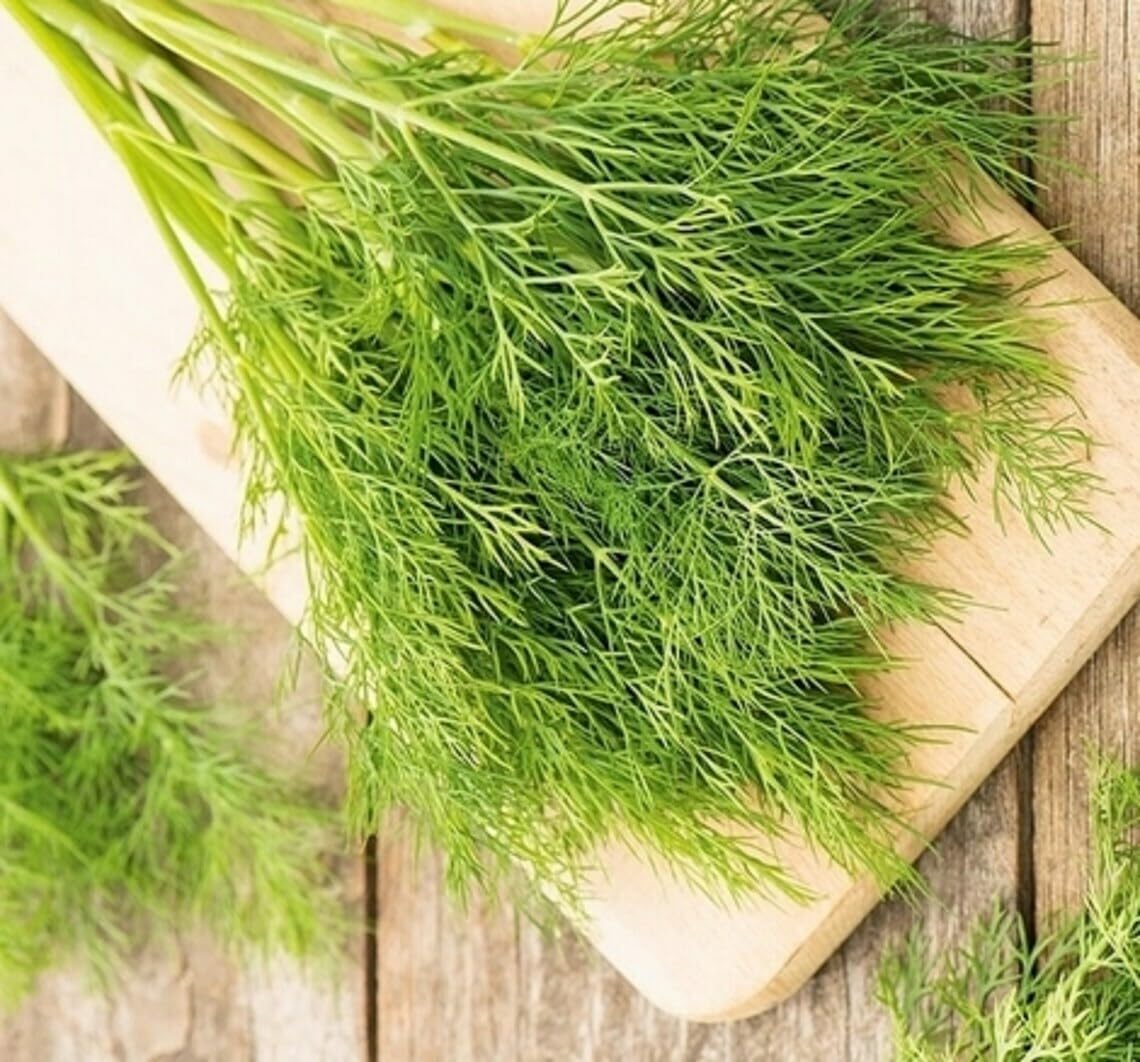 Willvine ORGANIC DILL HERB PLANT-ROC-4S-picture-31