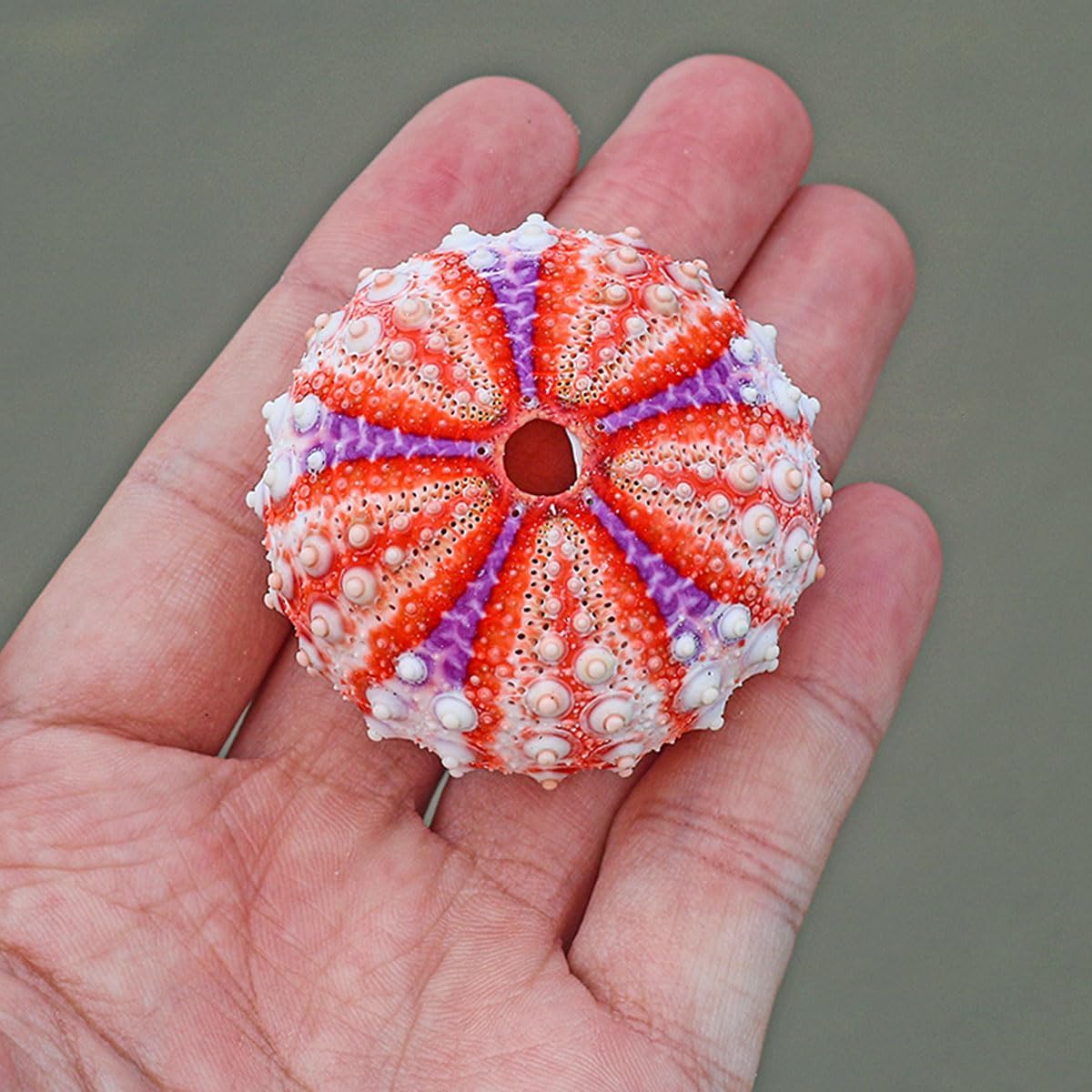 Large Natural Conch Shell,Ocean Conch, for Wedding Decor Beach Theme Party, Home Decorations,DIY Crafts, Fish Tank and Shell Collectors(4~4.5cm)